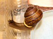 A pet snail in an aquarium.Snail garden background.An aquarium snail.The garden snail is a terrestrial gastropod mollusk.