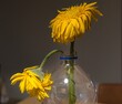Two withered yellow flowers in a water bottle.
