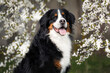 happy bernese mountain dog portrait under blooming cherry tree branches in spring