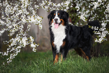 Wall Mural - bernese mountain dog standing under a blooming cherry tree in spring