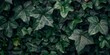 Dark green ivy  leaves background, generated with AI