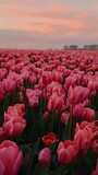 Fototapeta Tulipany - A sea of dreamy and pink flowers, generated with AI
