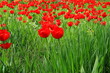 Flowers red tulips blooming on background of flowers in field of tulips, close-up
