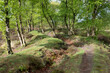 Relict of the Second World War: remains of a trench, grown with birches
