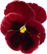 Red Pansy  Isolated Png
