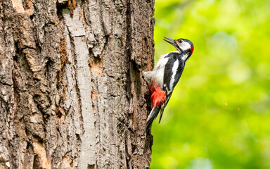 woodpecker on tree