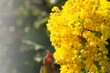  Bright yellow flowers of Mahonia aquifolium. Shrub for landscape design. 