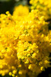 Bright yellow flowers of Mahonia aquifolium.