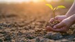 Two Hand holding young plant on Arid land blurred background