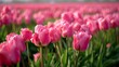 Many pink tulips grow among green grass