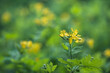 Yellow flowers of greater celandine (Chelidonium majus), blurred background. Shallow depth of field.