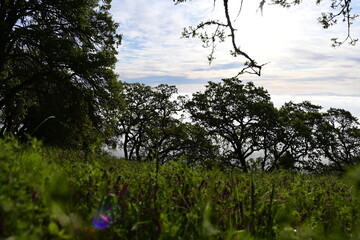 Sticker - tree in the field