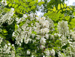 Gewöhnliche Robinie, Robinia pseudoacacia mit weißen Blüten am Baum