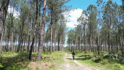 Wall Mural - Femme seule dans la foret de pins