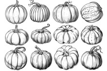 Set Pumpkins Outline, Ink Sketches On White Background
