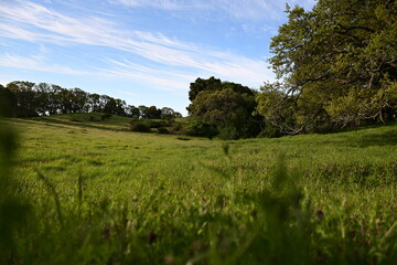 Sticker - landscape with grass and sky