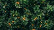 Aerial top view of orange fruit trees in forest. Drone view of dense orange tree captures CO2. Orange tree nature background for carbon neutrality and net zero emissions concept. 