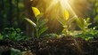 Seedling are growing in the soil with backdrop of the sunlight.Planting trees to reduce global warming.