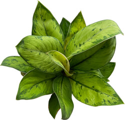 green plant leaves isolated png