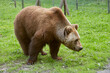 Beautiful close-up of a European brown bear in the animal enclosure.