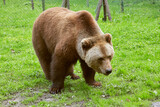 Fototapeta Desenie - Beautiful close-up of a European brown bear in the animal enclosure.
