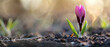 Purple bud emerging from ground at sunset