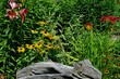 liliowiec (Hemerocallis), Lilia (Lilium) i Rudbekia (Rudbeckia) w ogrodzie, beautiful garden with shrubs, lily and conifers, designer garden,	