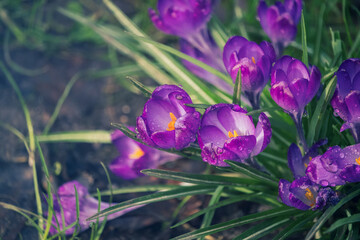 Wall Mural - purple crocus flowers