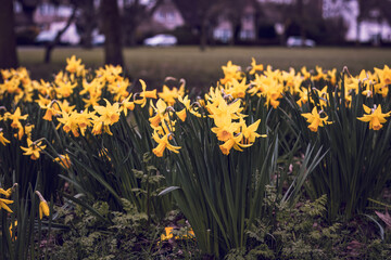 Wall Mural - daffodils in spring