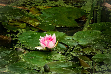 Wall Mural - pink water lily