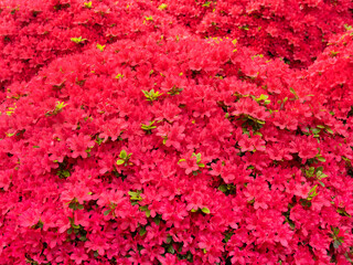 Poster - 満開のツツジの花