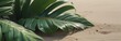 Close up of monstera leaf lies on the white sand.