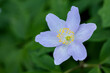 Anemone nemorosa, windflower, Anemone nemorosa, light violet and fragile
