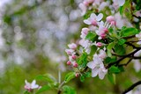 Fototapeta Storczyk - pink flowers of apple in the garden
