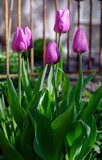 Fototapeta Storczyk - purple tulips in the garden