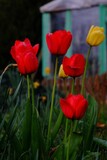 Fototapeta Storczyk - red tulips in the garden