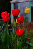 Fototapeta Storczyk - red and yellow tulips