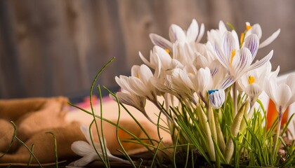 Wall Mural - krokusse der ersten frühlingsbote in eine wundervolles licht.