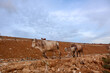 Yogyakarta, October 30, 2021: The process of arranging the Piyungan landfill using heavy equipment and the sight of cows around the landfill.