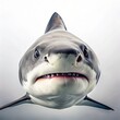 great white shark isolated. generative AI