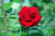 Flower red rose ,single on green background, outdoor, Beautiful pink burgundy roses with drops of water, dew in garden