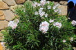 White oleander flowers bloomed outside house in Italy. Nerium oleander, tree, plant for medicine, pharmacology, cosmetics, treatment of diseases. Pink summer background