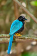 Yucatan Jay perched on a branch against blurry background. The Yucatan jay (Cyanocorax yucatanicus) is a species of bird in the family Corvidae, the crows and their allies