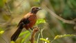 Brown coucal a cuckoo species resides in the Andamans Coco and Table Islands without being parasitic