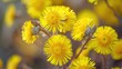 Close up of Coltsfoot Flowers in Spring Bloom