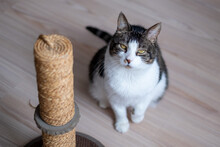 Tabby And White Cat Sitting On A Wooden Floor, Squinting Near A Scratching Post, Creating A Personal Pet Moment.