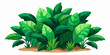 green leaves of tropical plants bush