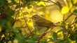 Orange crowned Warbler resting in foliage in morning sunlight at Fish Haul Beach Park on Hilton Head Island