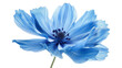 © PNG Kingdom  - Blue flower