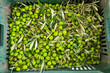 Colheita da oliva